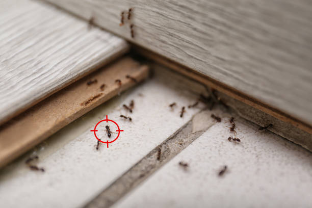 Spider Control Near Me in Long Valley, NJ