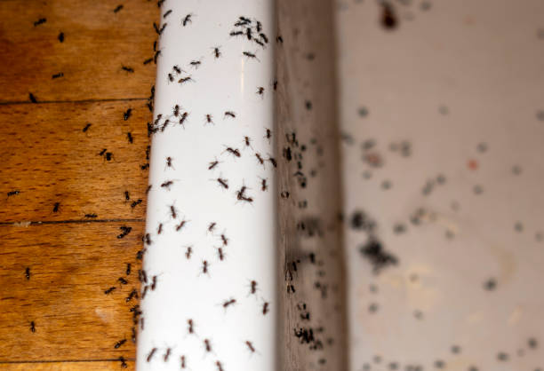 Flea Control Services in Long Valley, NJ