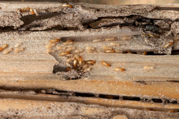 Bird Control in Long Valley, NJ