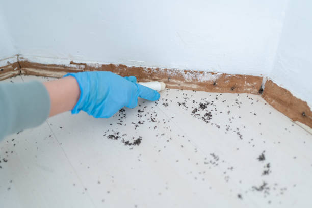 Best Mosquito Control Services  in Long Valley, NJ